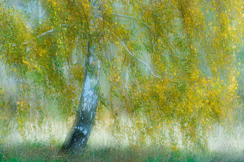 Ein Baum im Licht, im Wind, im Nebel. Er ist Bild und Projektionsfläche zugleich. | Foto: Willi Rolfes