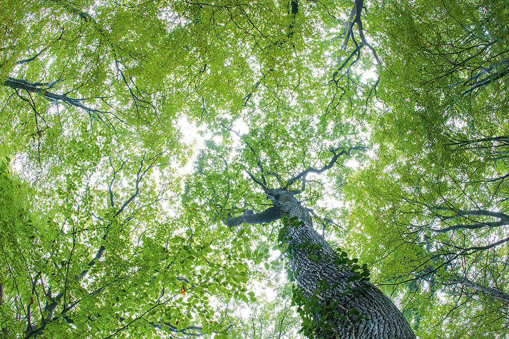 Ein Baum tut uns Menschen gut. Er verbindet Himmel und Erde. | Foto: Willi Rolfes