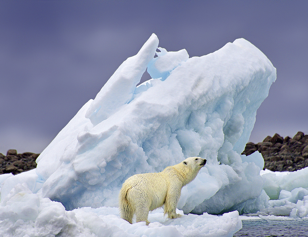 Der König der Arktis | Foto: Christian Bruttel