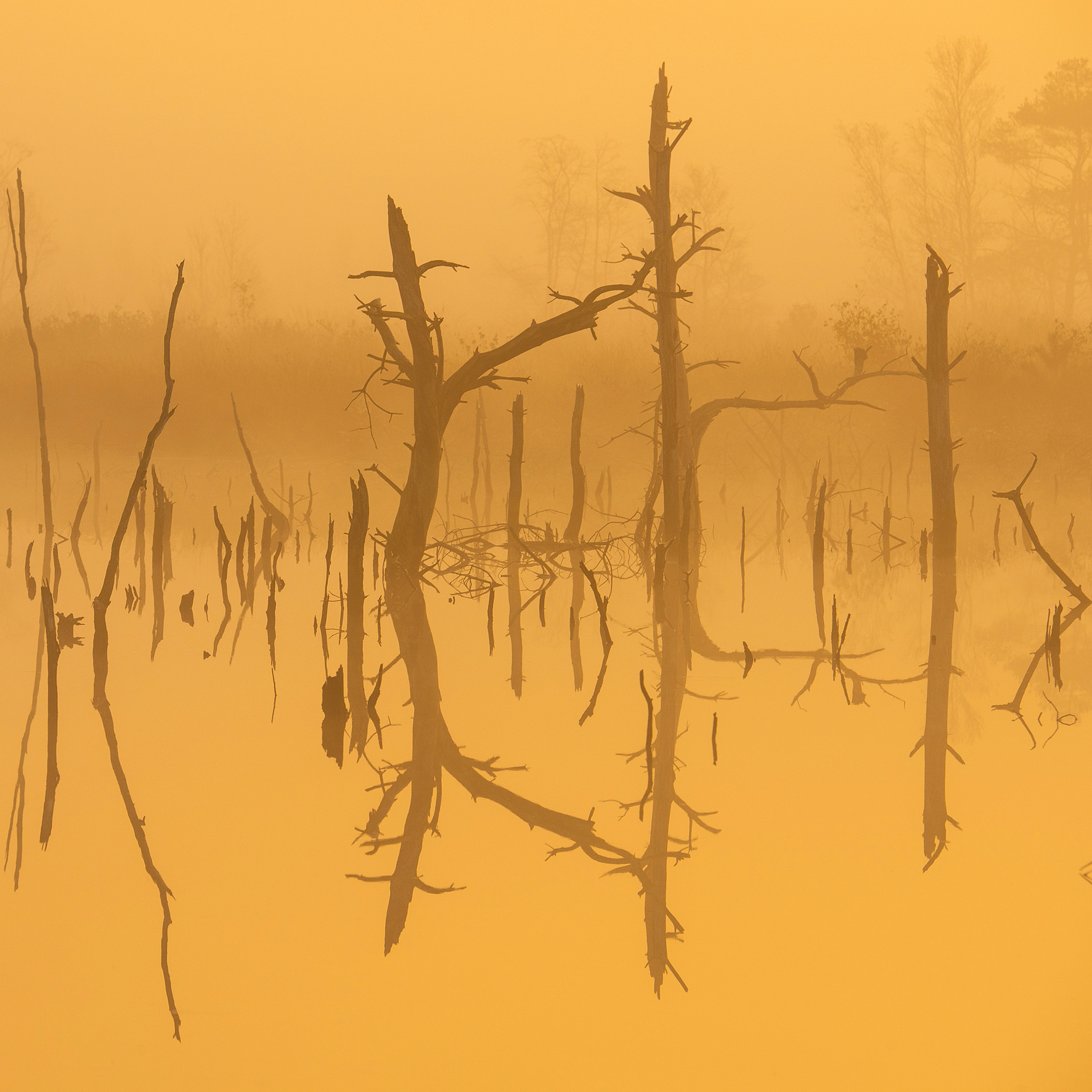 Baumreste im Moor | Foto: Willi Rolfes