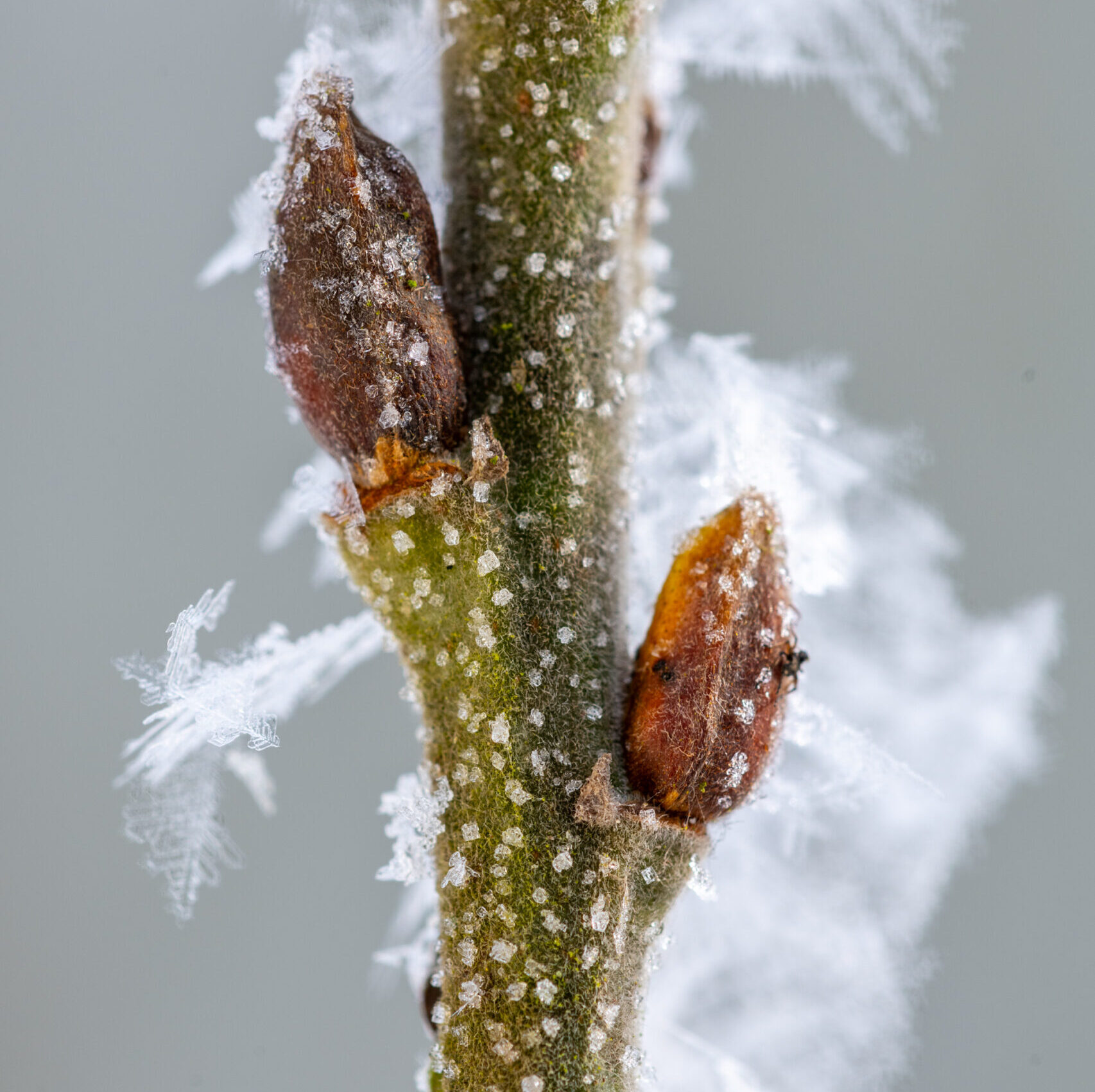 Raureif an einem Zweig mit Knospe | Foto: Willi Rolfes