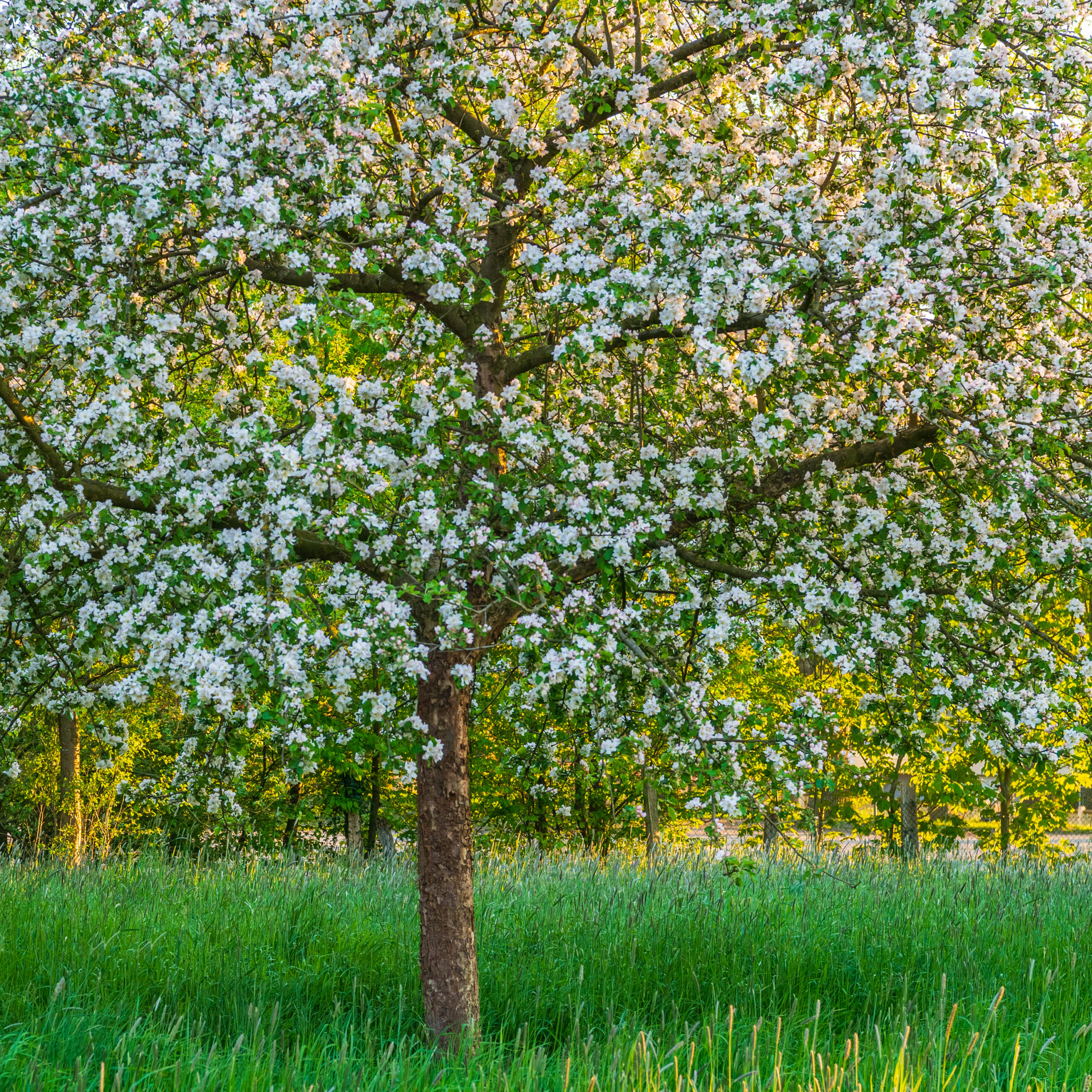 Streuobstwiese | Foto: Willi Rolfes