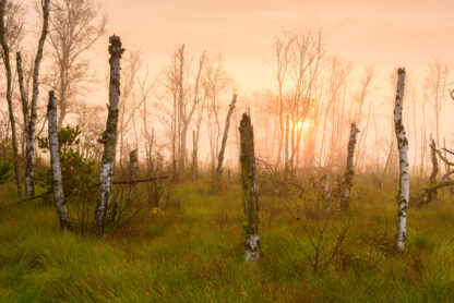 Unheimliches Moor | Foto: Willi Rolfes