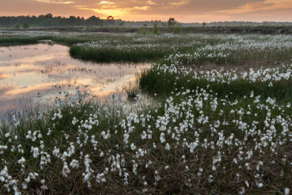 Abend im Goldenstedter Moor | Foto: Willi Rolfes