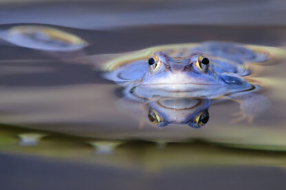 Moorfroschmännchen zur Paarungszeit | Foto: Willi Rolfes