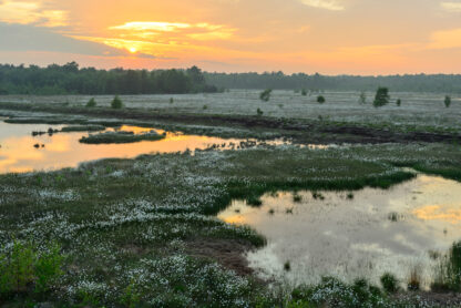 Abend im Goldenstedter Moor | Foto: Willi Rolfes