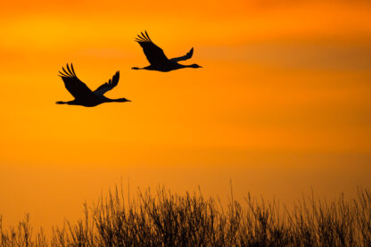 Kraniche (grus grus) | Foto: Willi Rolfes