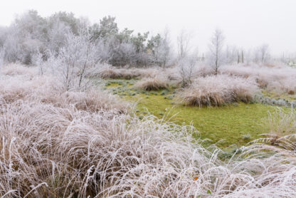 Winter im Goldenstedter Moor | Foto: Willi Rolfes