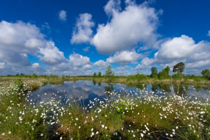 Frühling im Goldenstedter Moor | Foto: Willi Rolfes