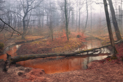 Monat der Naturfotografie: Foto-Walk am Rotbach
