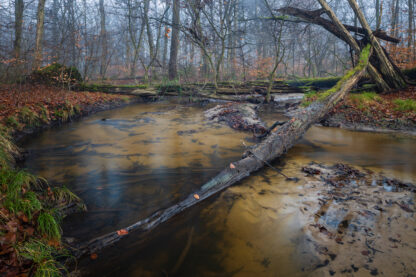 Monat der Naturfotografie: Foto-Walk am Rotbach