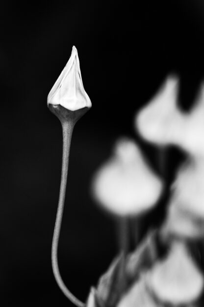 Monat der Naturfotografie: Jutta Engelage: Naturfotografie Schwarzweiß