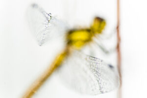 Monat der Naturfotografie: Karsten Mosebach: High-key und Low-key in der Naturfotografie