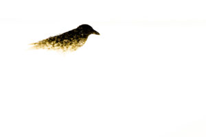 Monat der Naturfotografie: Karsten Mosebach: High-key und Low-key in der Naturfotografie