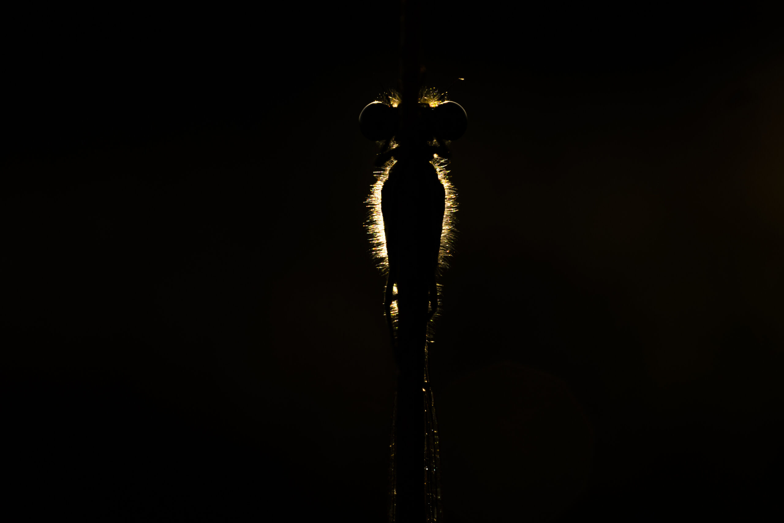 <b>Monat der Naturfotografie: Karsten Mosebach – High-key und Low-key in der Naturfotografie</b><br />26.11.2025 5 Monat der Naturfotografie: Karsten Mosebach: High-key und Low-key in der Naturfotografie