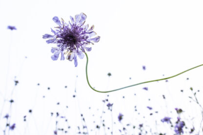 Monat der Naturfotografie: Karsten Mosebach: High-key und Low-key in der Naturfotografie
