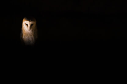 Monat der Naturfotografie: Karsten Mosebach: High-key und Low-key in der Naturfotografie
