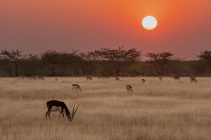 Monat der Naturfotografie: Thorge Berger: Wild World India