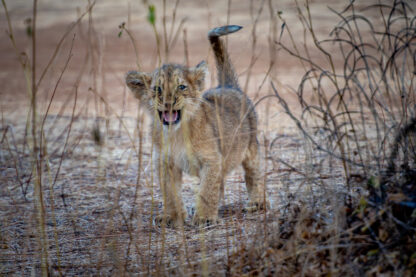 Monat der Naturfotografie: Thorge Berger: Wild World India