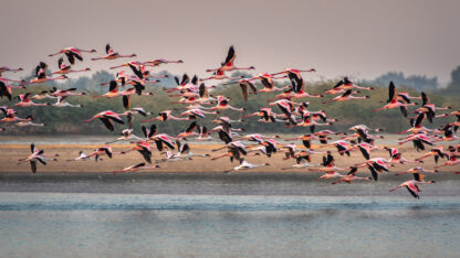 Monat der Naturfotografie: Thorge Berger: Wild World India