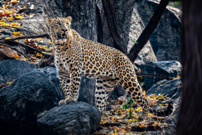 Monat der Naturfotografie: Thorge Berger: Wild World India