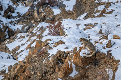 Monat der Naturfotografie: Thorge Berger: Wild World India