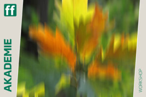 <b>fotoforum Impulse - 2025</b><br />3. - 05. Oktober 2025 26 Jutta Engelage: Malerischer Herbst