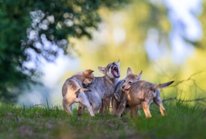 Monat der Naturfotografie: Dem Wolf auf der Spur