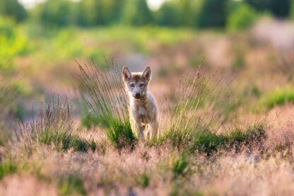 <b>Monat der Naturfotografie: Dem Wolf auf der Spur</b><br />12.11.2025 – Bild 3