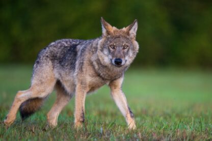 Monat der Naturfotografie: Dem Wolf auf der Spur