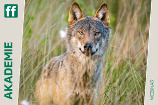 Monat der Naturfotografie: Dem Wolf auf der Spur