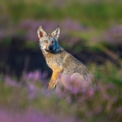 Monat der Naturfotografie: Dem Wolf auf der Spur