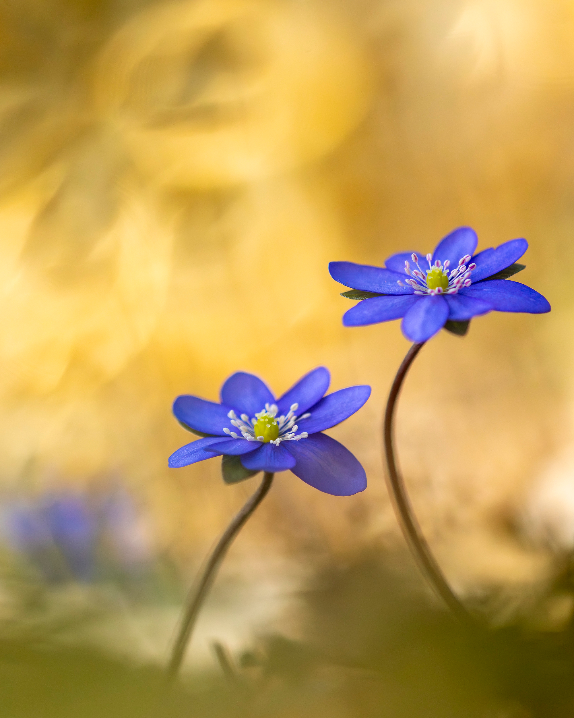 <b>Monat der Naturfotografie – Inspiration Natur mit Willi Rolfes</b><br />04.11.2025 6 Monat der Naturfotografie – Inspiration Natur mit Willi Rolfes