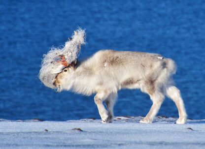 Spitzbergen … Auf Entdeckungstour mit Christian Bruttel