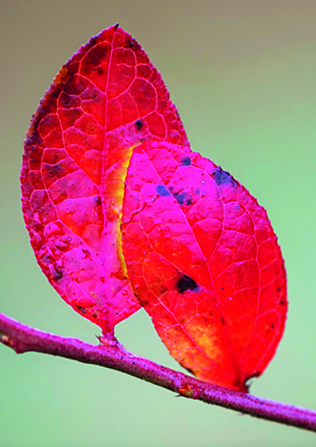 <b>Herbstgeflüster</b><br />19.10.2026 - 23.10.2026 2 Herbstgeflüster