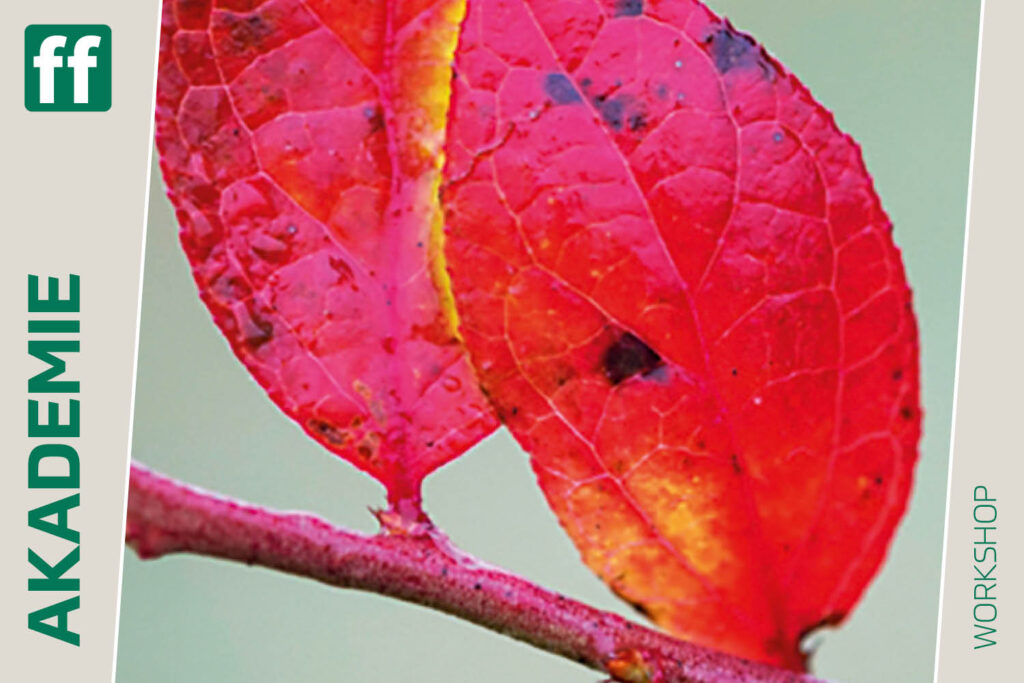 fotoforum Shop Startseite 21 Herbstgeflüster