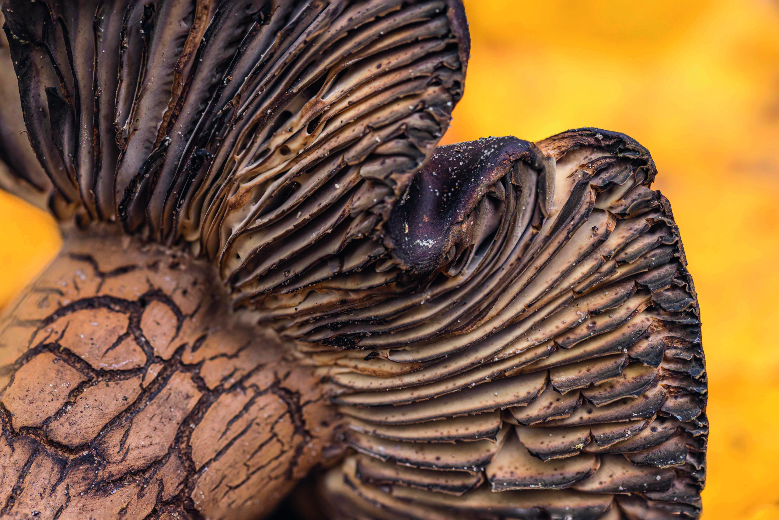 <b>Tanz der Farben – dem Herbstwald auf der Spur</b><br />29.10.2026 - 01.11.2026 2 Tanz der Farben – dem Herbstwald auf der Spur
