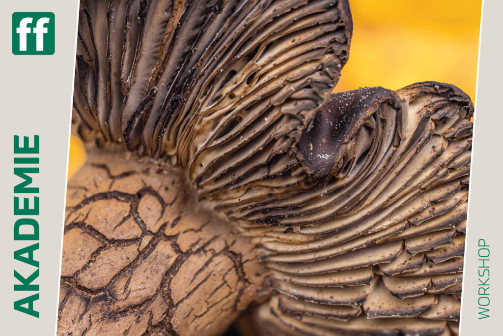 fotoforum Akademie 44 Tanz der Farben – dem Herbstwald auf der Spur
