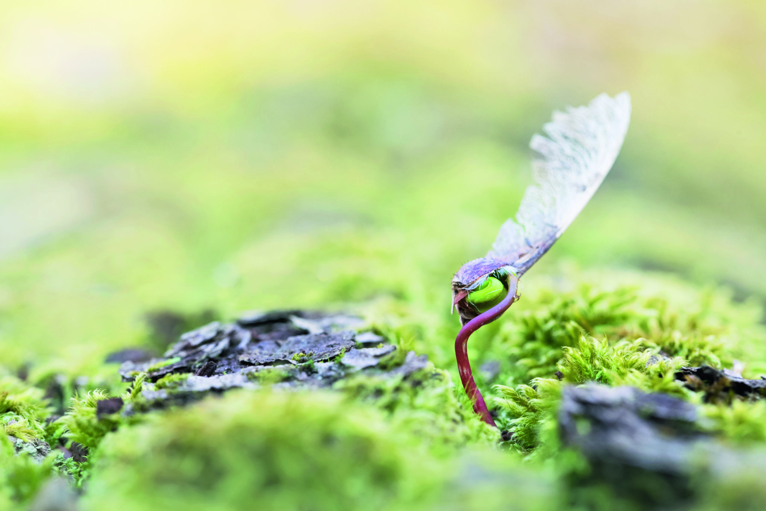 <b>Totholz ist Leben</b><br />15.05.2026 - 17.05.2026 2 Totholz ist Leben