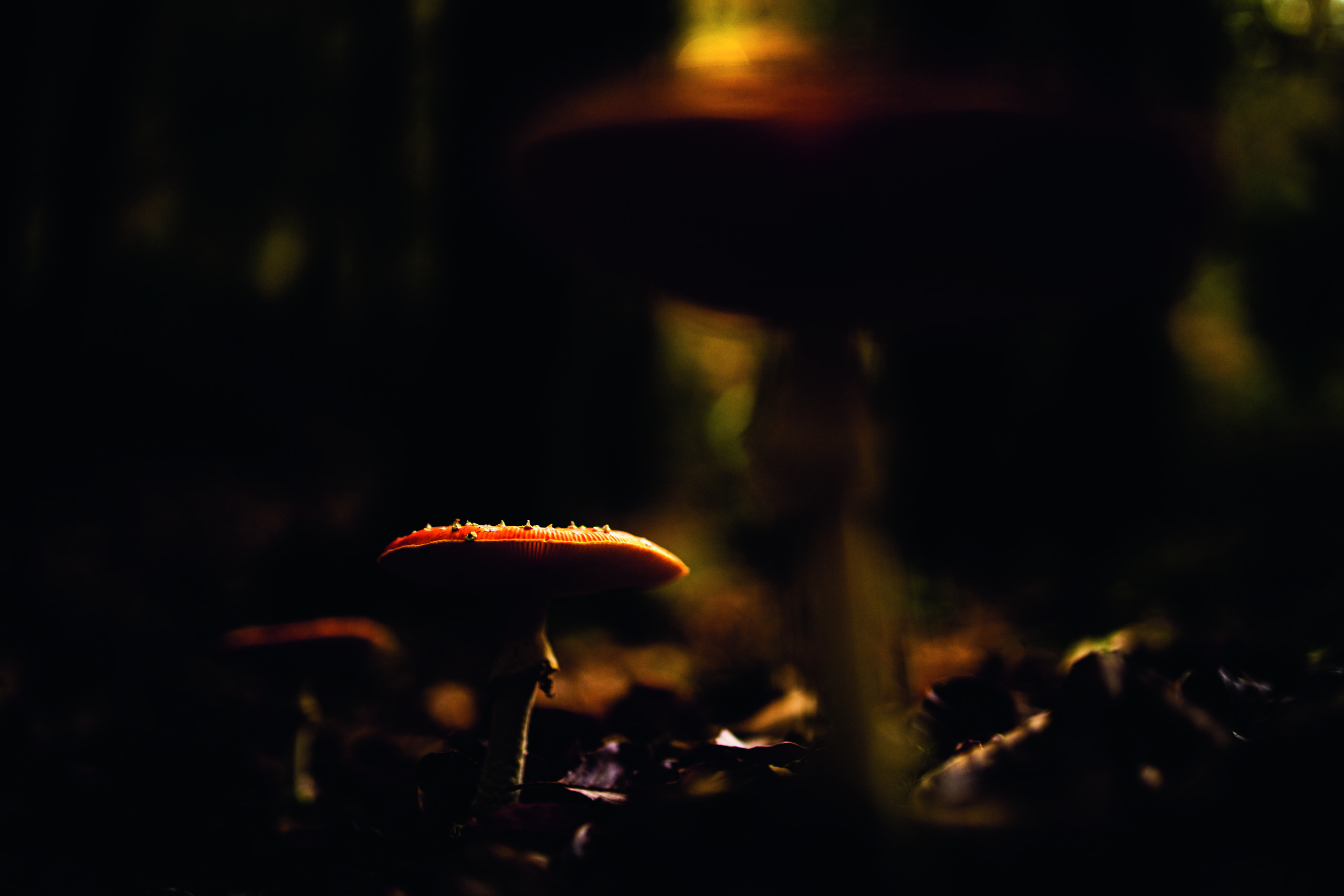 <b>Von Pilzen, Kranichen und herbstlichen Mooren</b><br />12.10.2026 - 15.10.2026 2 Von Pilzen, Kranichen und herbstlichen Mooren