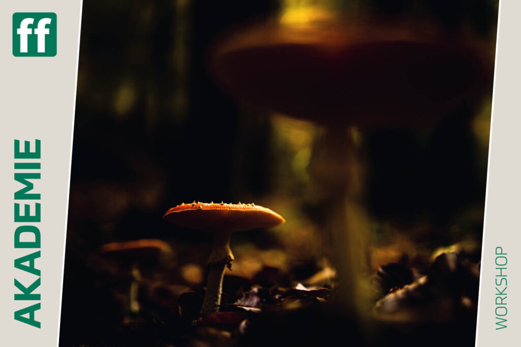 fotoforum Akademie 41 Von Pilzen, Kranichen und herbstlichen Mooren