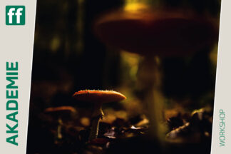 Von Pilzen, Kranichen und herbstlichen Mooren