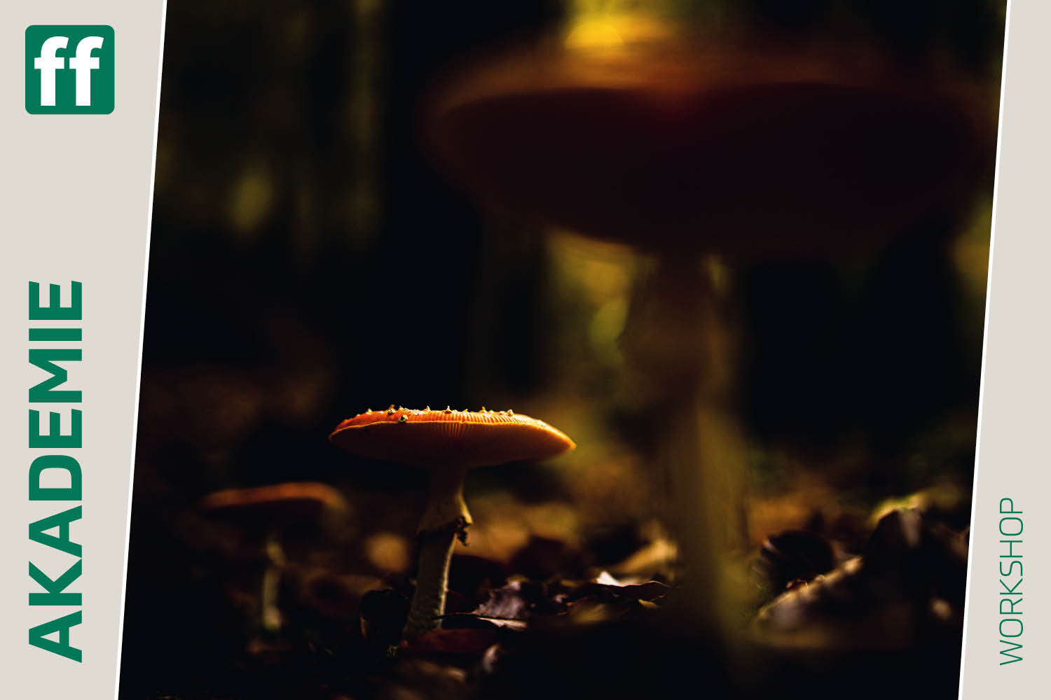 <b>Von Pilzen, Kranichen und herbstlichen Mooren</b><br />12.10.2026 - 15.10.2026 1 Von Pilzen, Kranichen und herbstlichen Mooren