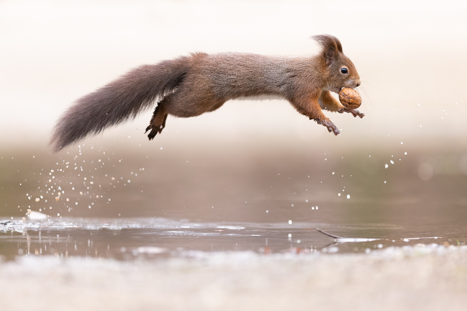 <b>Naturfotografie vor der Tür mit Chris Kaula</b><br />26.01.2026 2 <b>Naturfotografie vor der Tür mit Chris Kaula</b><br />26.01.2026 – Bild 2