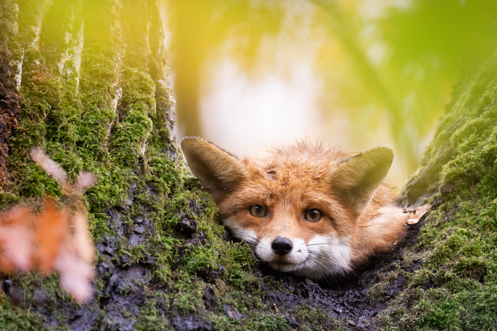 <b>Naturfotografie vor der Tür mit Chris Kaula</b><br />26.01.2026 4 <b>Naturfotografie vor der Tür mit Chris Kaula</b><br />26.01.2026 – Bild 4