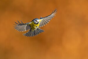 <b>Naturfotografie vor der Tür mit Chris Kaula</b><br />26.01.2026 16