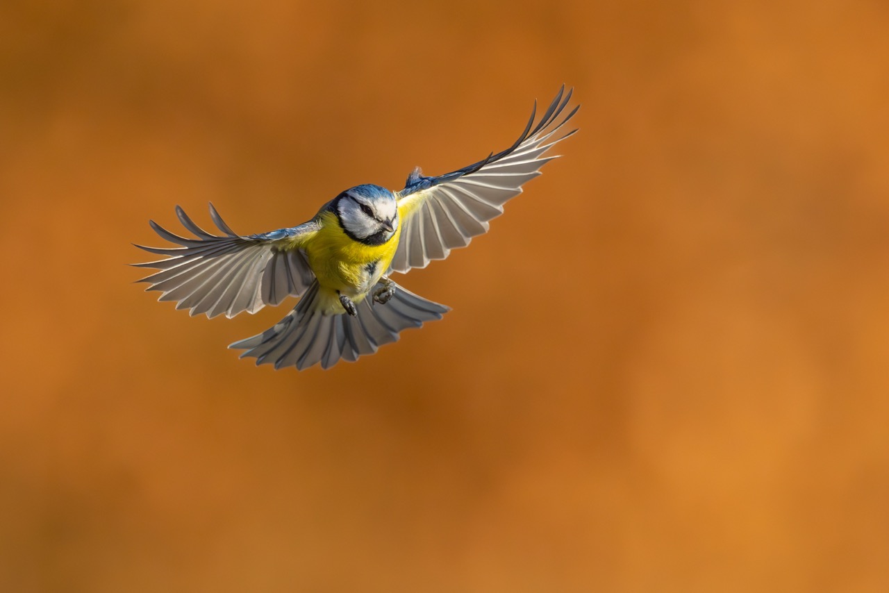 <b>Naturfotografie vor der Tür mit Chris Kaula</b><br />26.01.2026 13 <b>Naturfotografie vor der Tür mit Chris Kaula</b><br />26.01.2026 – Bild 13