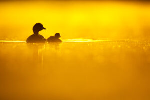 Natur vor der Tür mit Chris Kaula