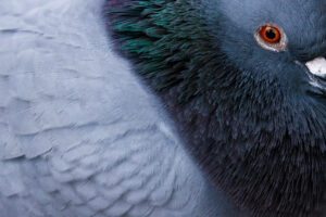 Natur vor der Tür mit Chris Kaula