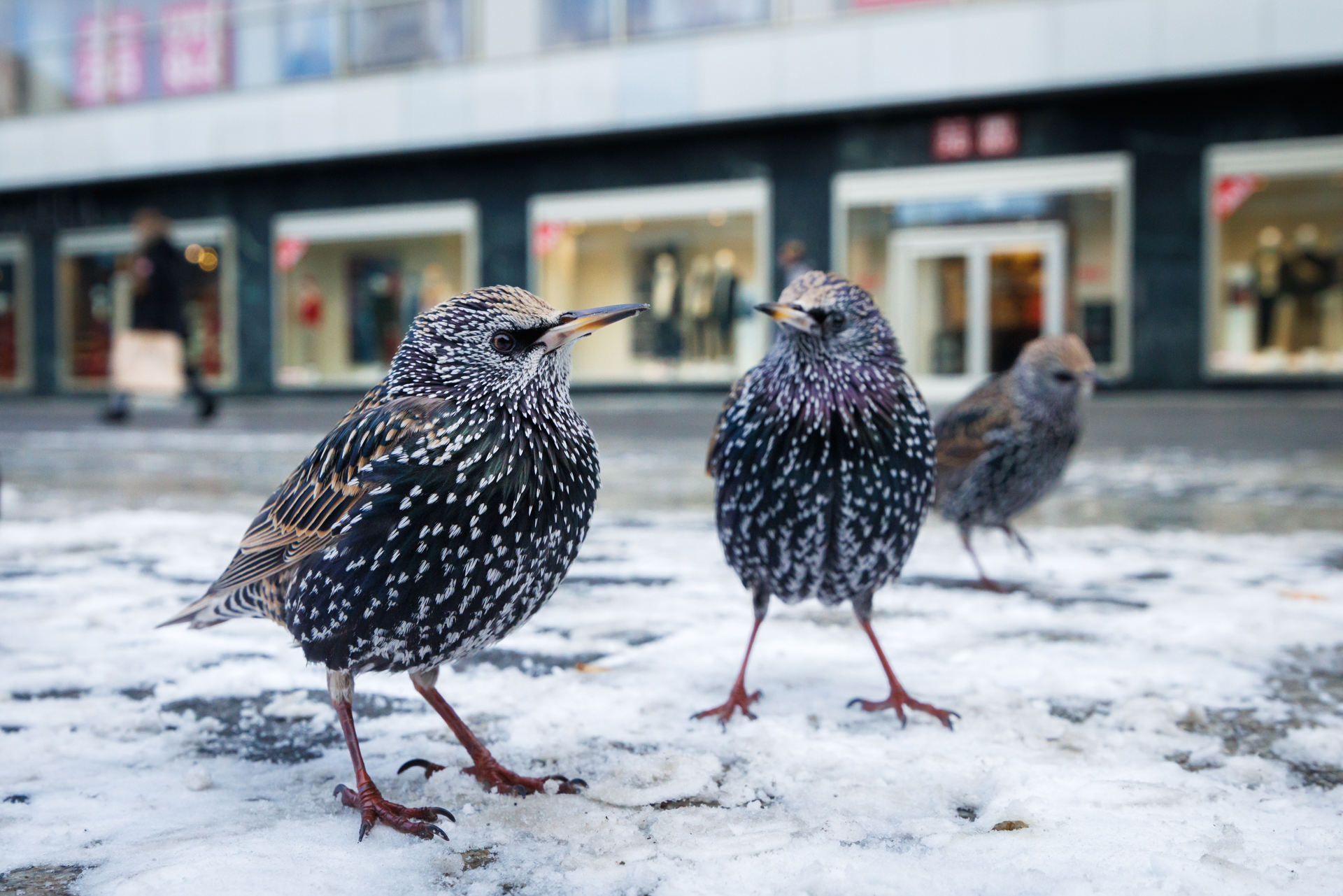 <b>Kreative Vogelfotografie mit Chris Kaula</b><br />13.04.2026 2 Kreative Vogelfotografie mit Chris Kaula